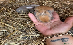 Mini Lop rabbits for sale: Mini lop - Image 11