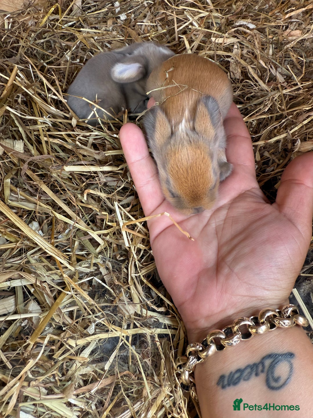 Mini Lop rabbits for sale: Mini lop - Image 11