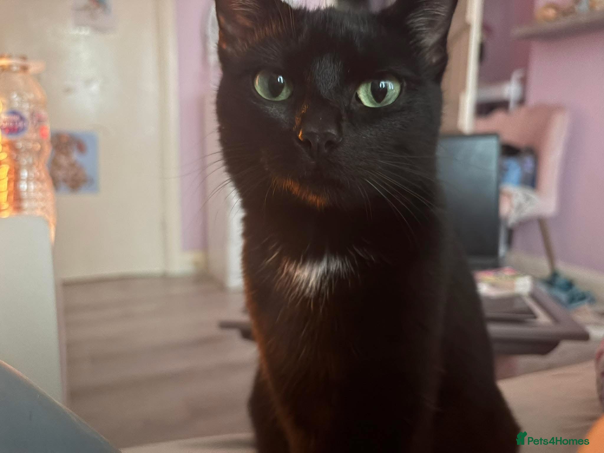 Mixed Breed cats Little black kitty’s - Advert 1