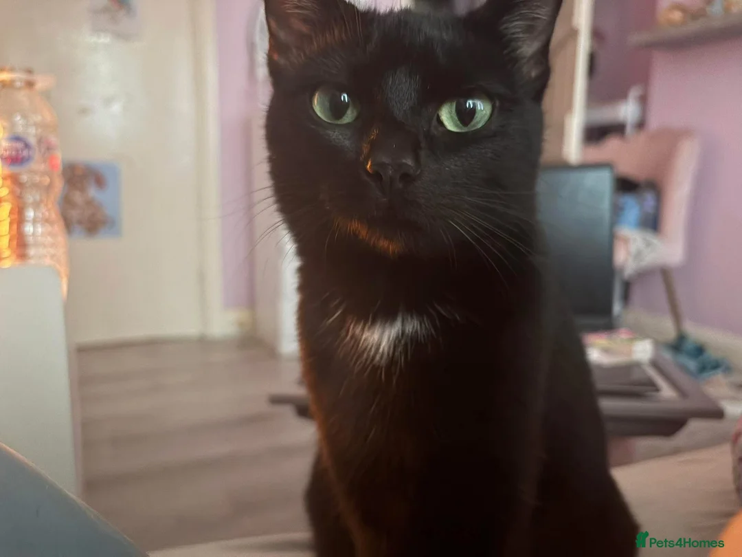 Mixed Breed cats for sale: Little black kitty’s - Advert 1