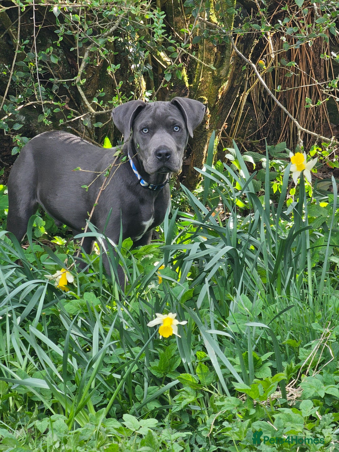 Mixed Breed dogs for sale: 9 month bulldog xspaniel (back up due to let down) - Image 4