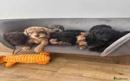 Miniature Poodle dogs for sale: Miniature poodles REDUCED READY TO LEAVE NOW  - Image 26