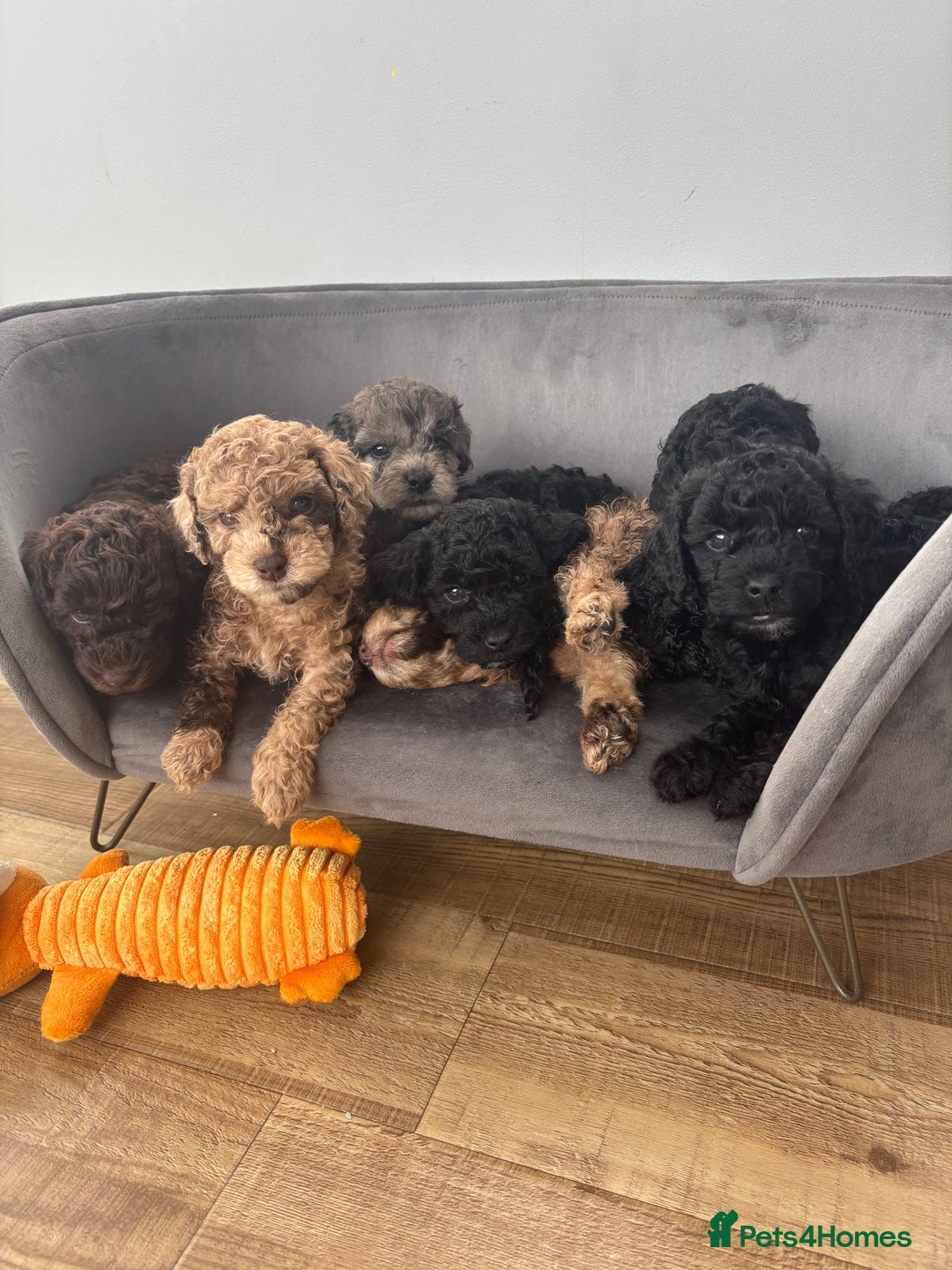 Miniature Poodle dogs for sale: Miniature poodles REDUCED READY TO LEAVE NOW  - Image 26