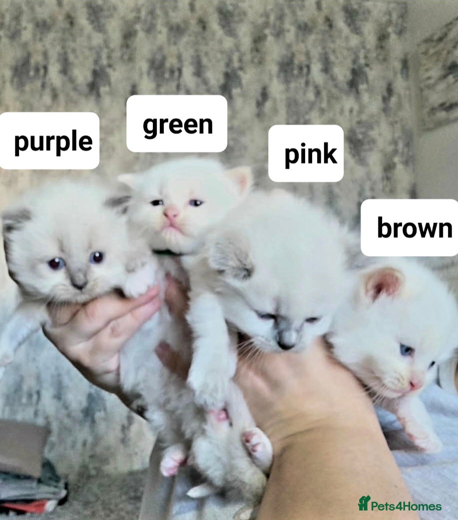 Ragdoll cats Pure ragdoll kitten - Advert 9