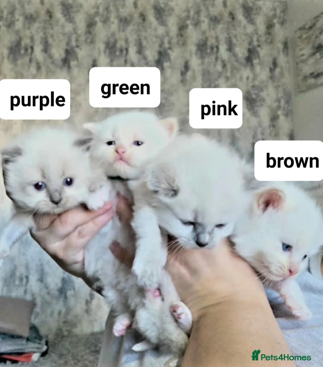 Ragdoll cats for sale: Pure ragdoll kitten - Advert 1