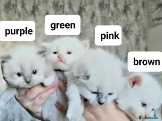 Ragdoll cats Pure ragdoll kitten - Advert 9