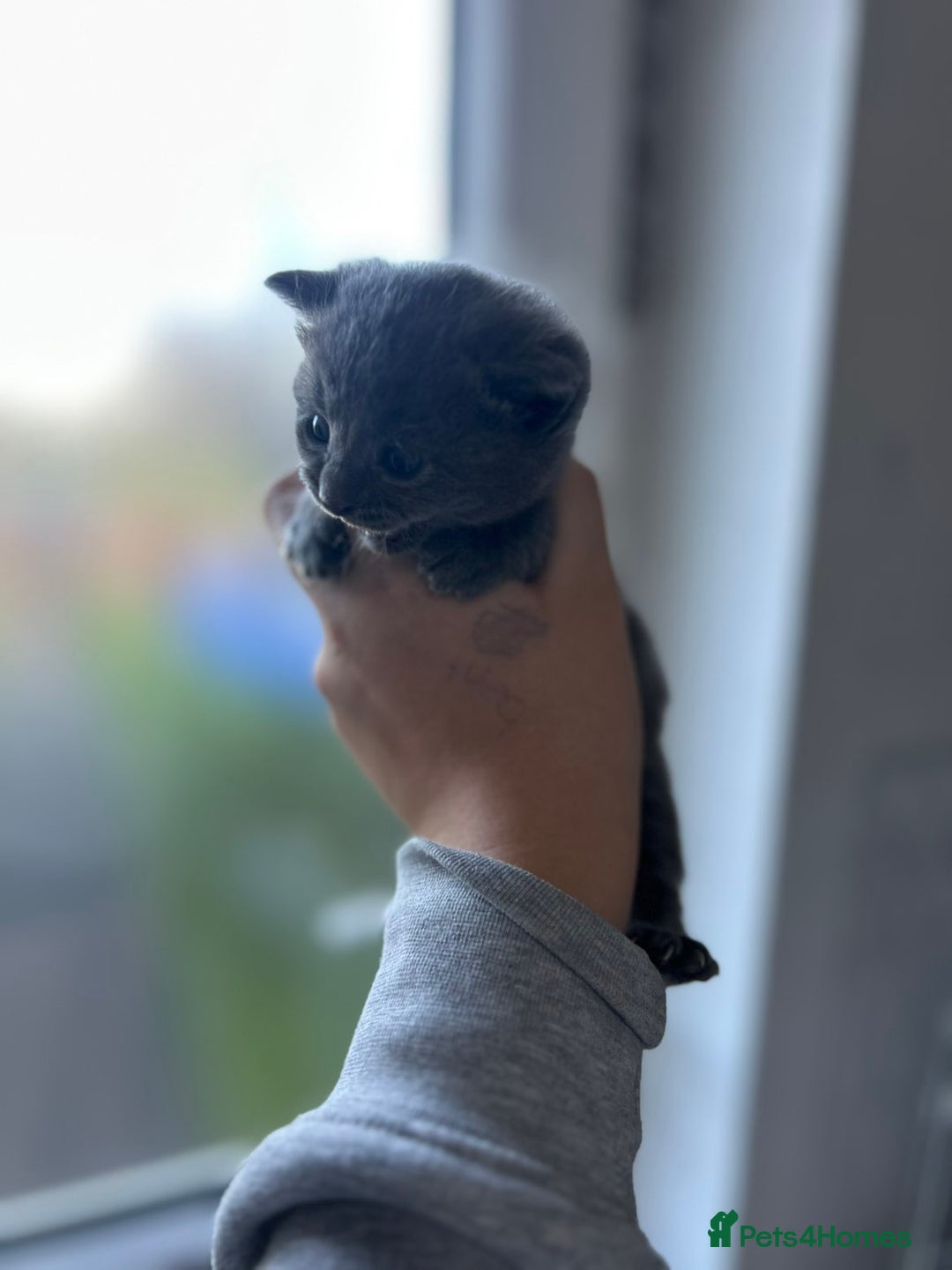 Mixed Breed cats for sale: Beautiful litter  - Advert 2