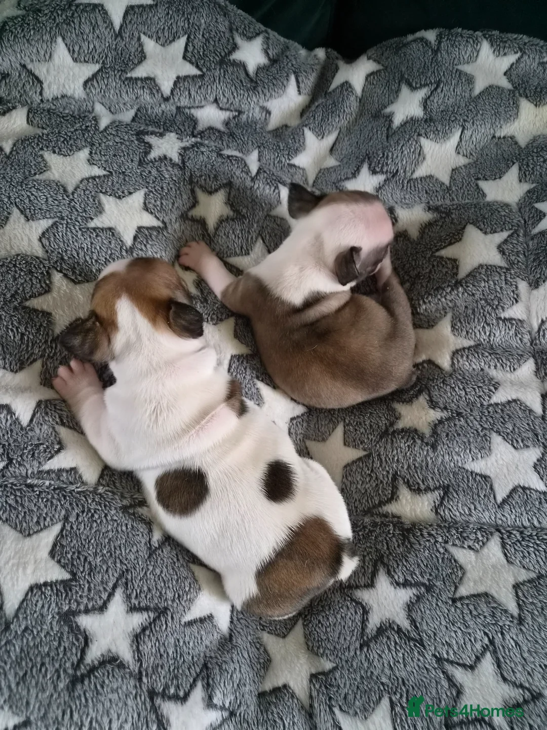 French Bulldog dogs for sale: Female French bulldog puppies  in Londonderry - Advert 8