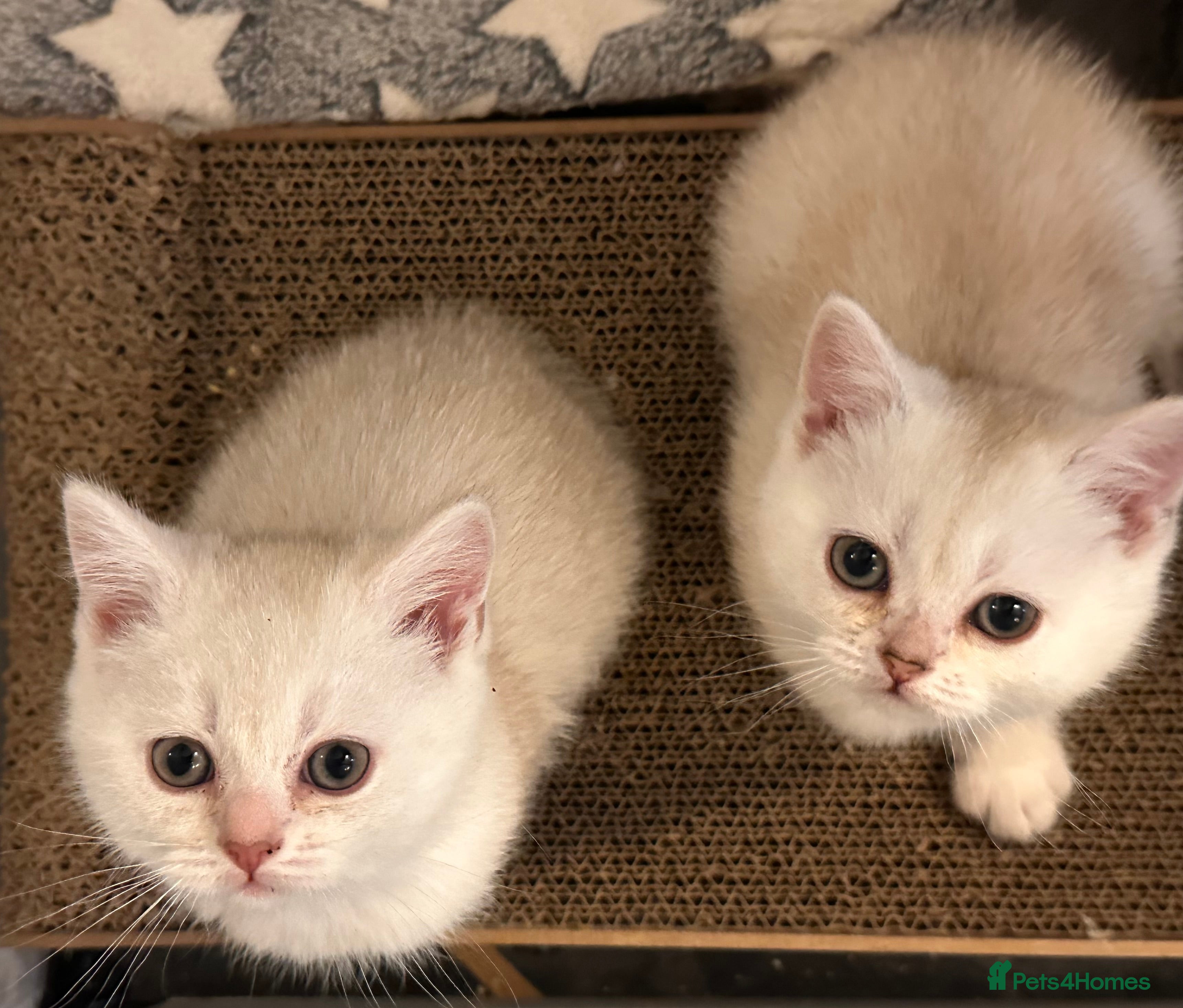 Scottish Fold cats Adorable Scottish Fold/Straight kittens  - Advert 15