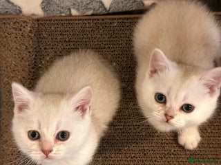 Scottish Fold cats Adorable Scottish Fold/Straight kittens - Advert 15