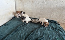 Jack Russell dogs for sale:  Jack Russell puppies ready now  - Image 9