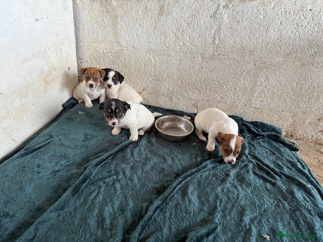 Jack Russell dogs for sale:  Jack Russell puppies ready now  - Image 9
