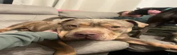 Mixed Breed dogs for sale: Bull pei puppys - Advert 22