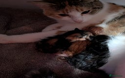 Exotic cats for sale: Stunning girl  - Image 6