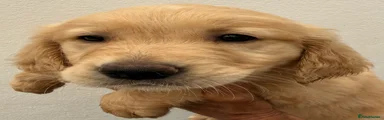 Golden Retriever 4