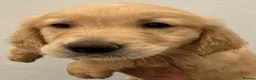 Golden Retriever dogs for sale: KC Registered Golden Retrievers  in Taunton - Advert 4