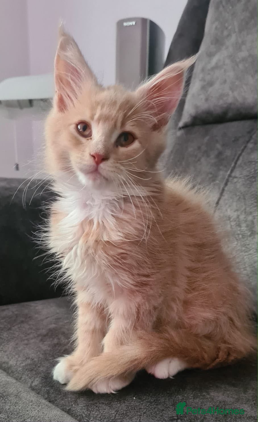 Maine Coon cats READY NOW ,TICA MALE MAINECOON - Advert 1