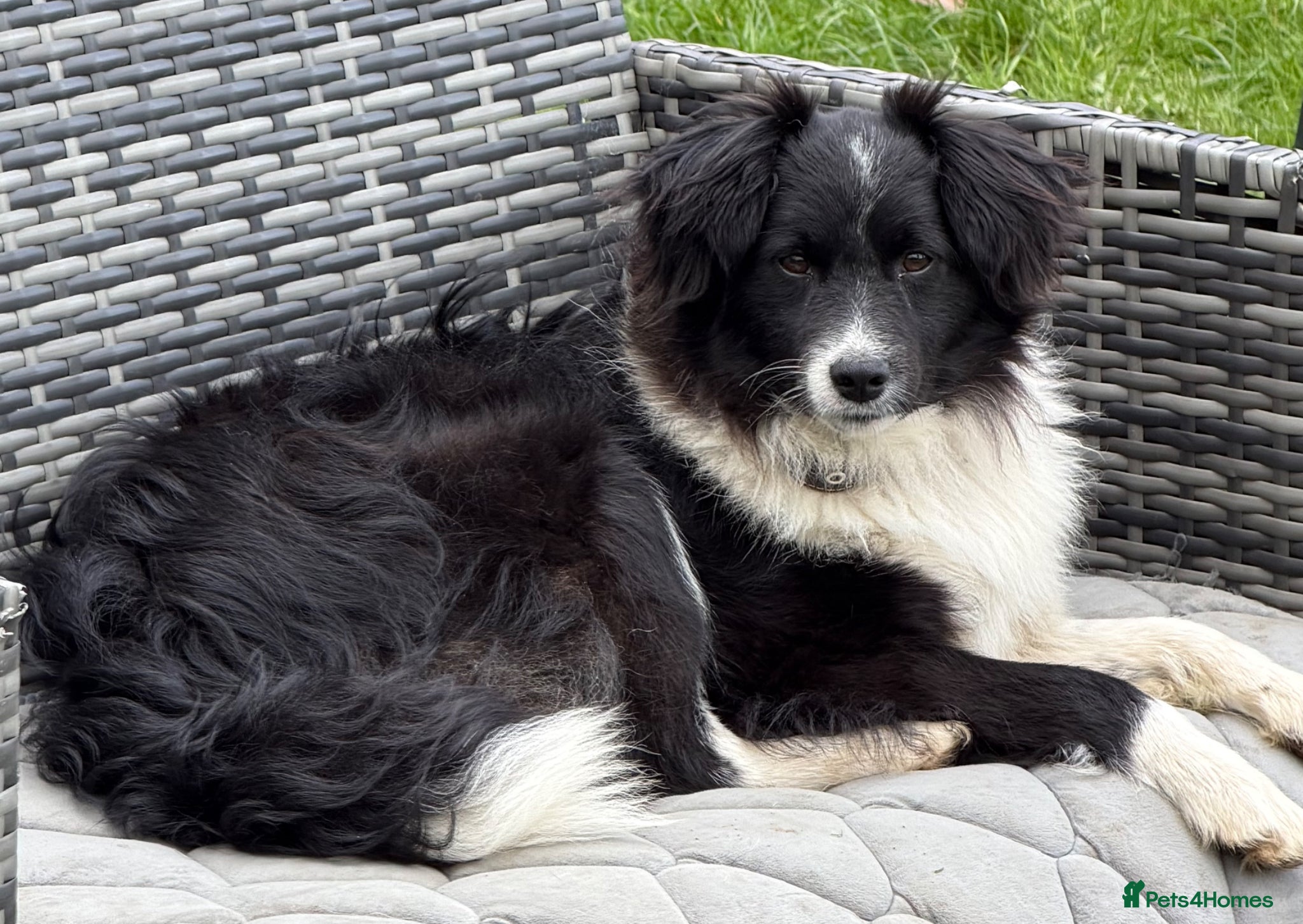 Border Collie dogs 🐾 MAX – Border Collie  - Advert 1