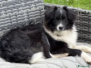 Border Collie dogs 🐾 MAX – Border Collie - Advert 1