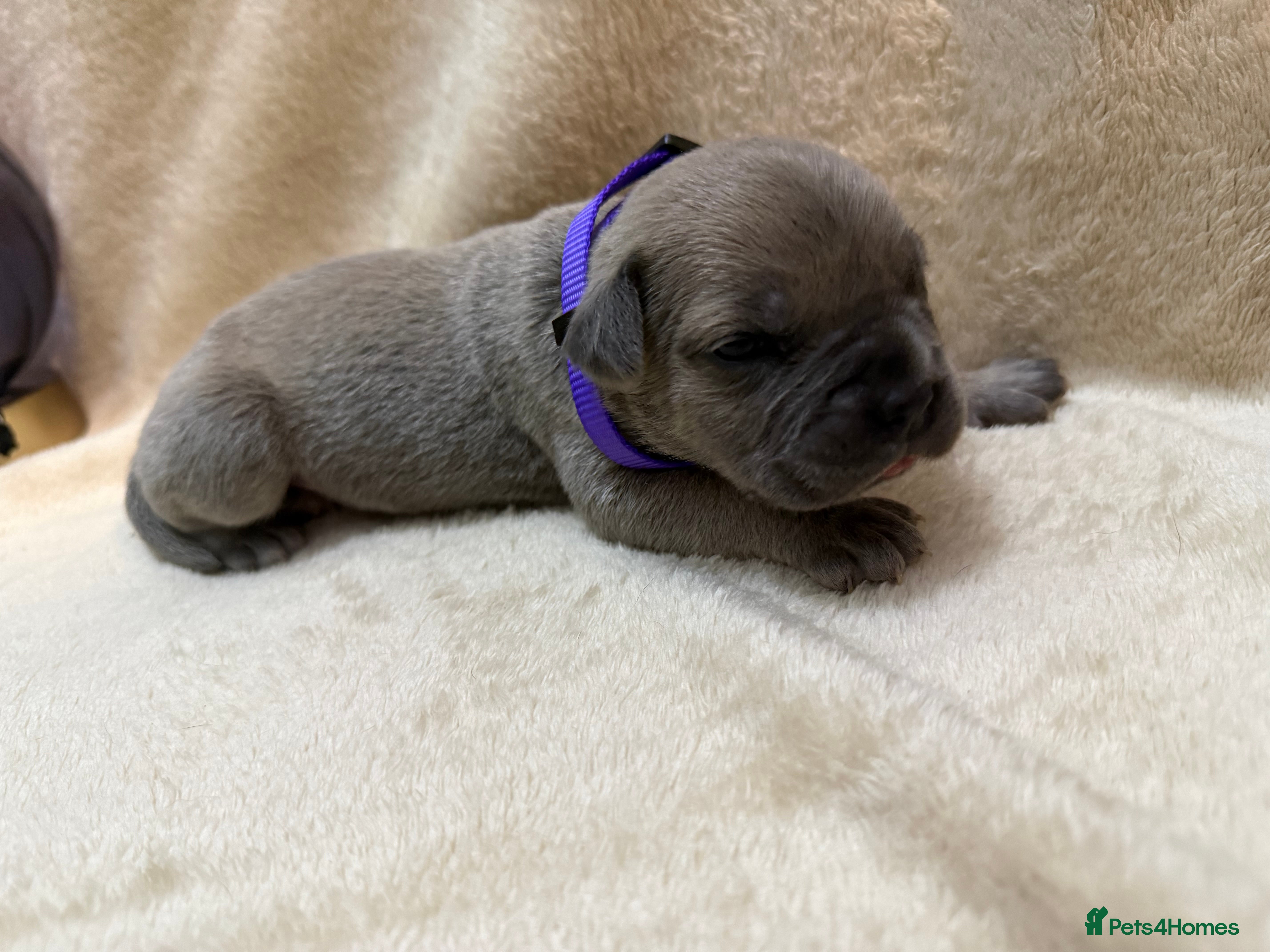 Cane Corso dogs ICF/ICCF Champion 6th GENERATION Cane Corso pups - Advert 9