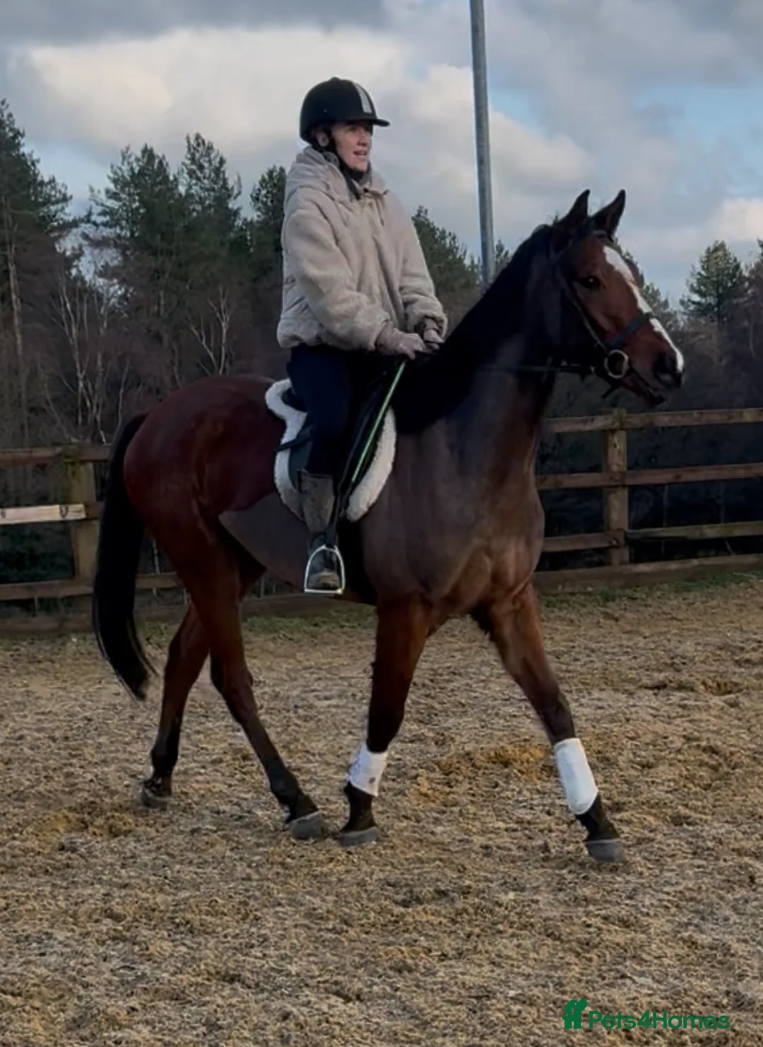 English Thoroughbred horses for sale: 15.2 British tb gelding  - Advert 2