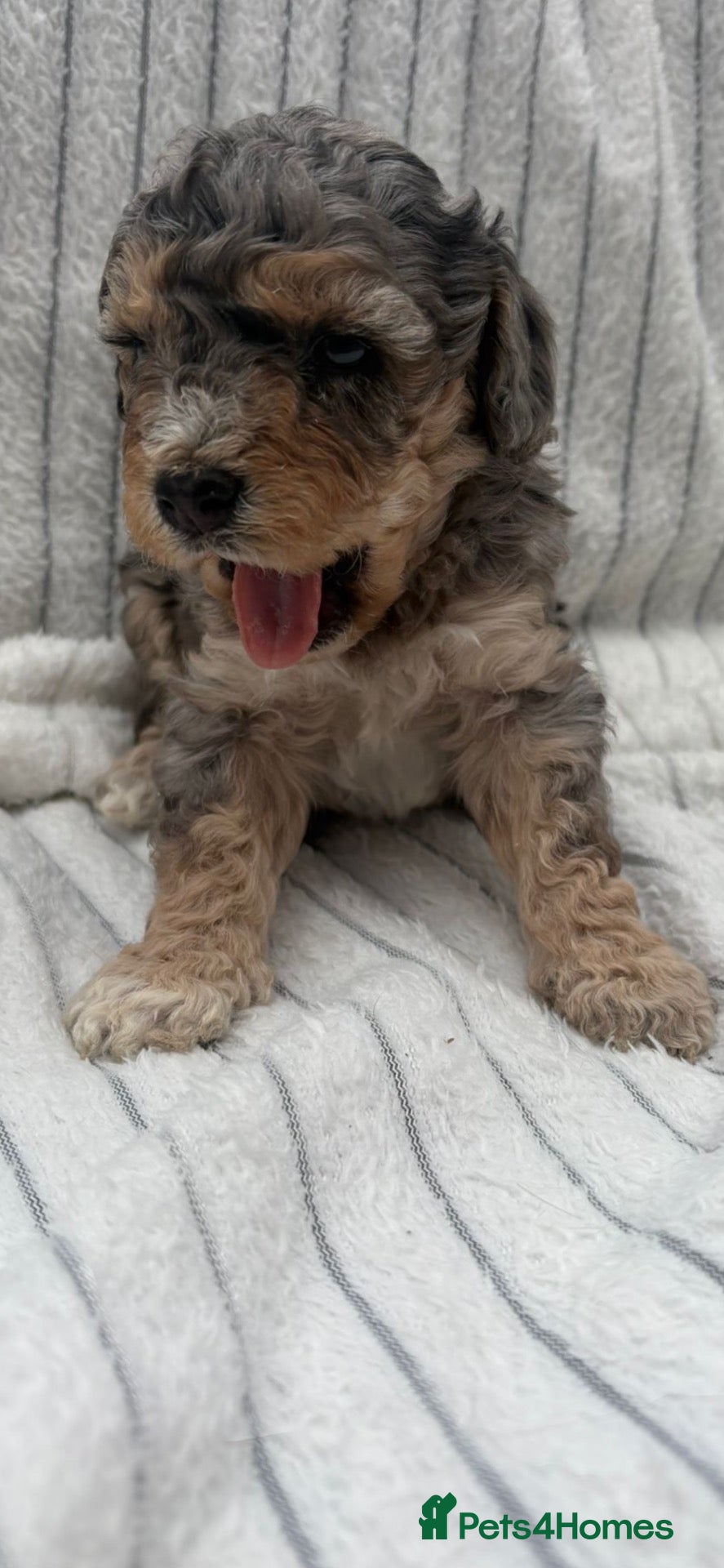 Cavapoo dogs 🐾 OUR BEAUTIFUL F1B CAVAPOO PUPPIES ARE HERE! 🐾 - Advert 2