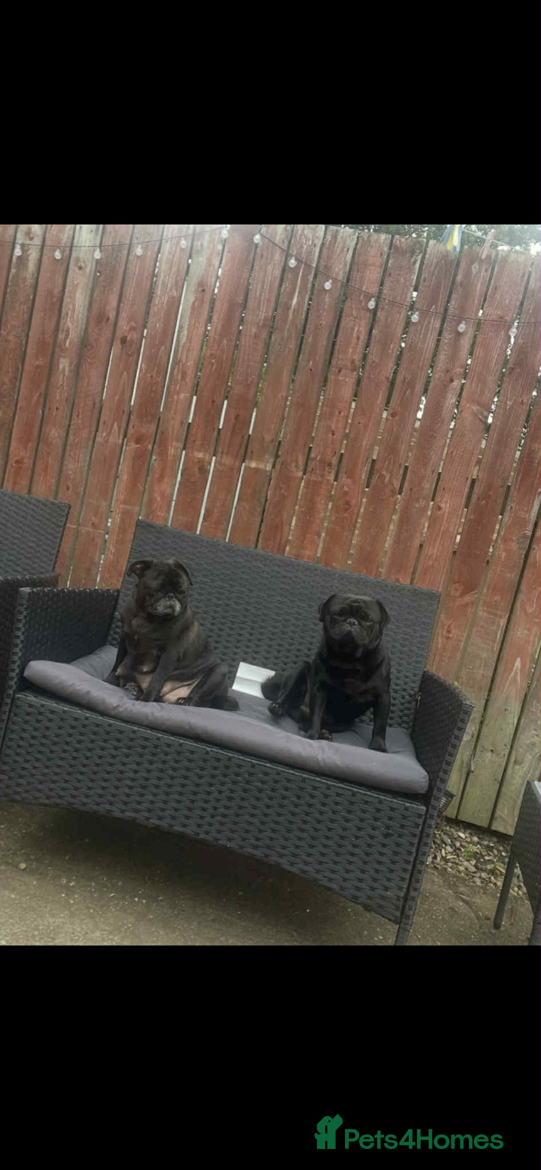 Pug dogs for sale: 5 adorable pug puppies for sale  - Advert 4