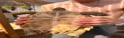 Tortoise reptiles for sale: 2 beautiful sulcata tortoise  - Advert 4