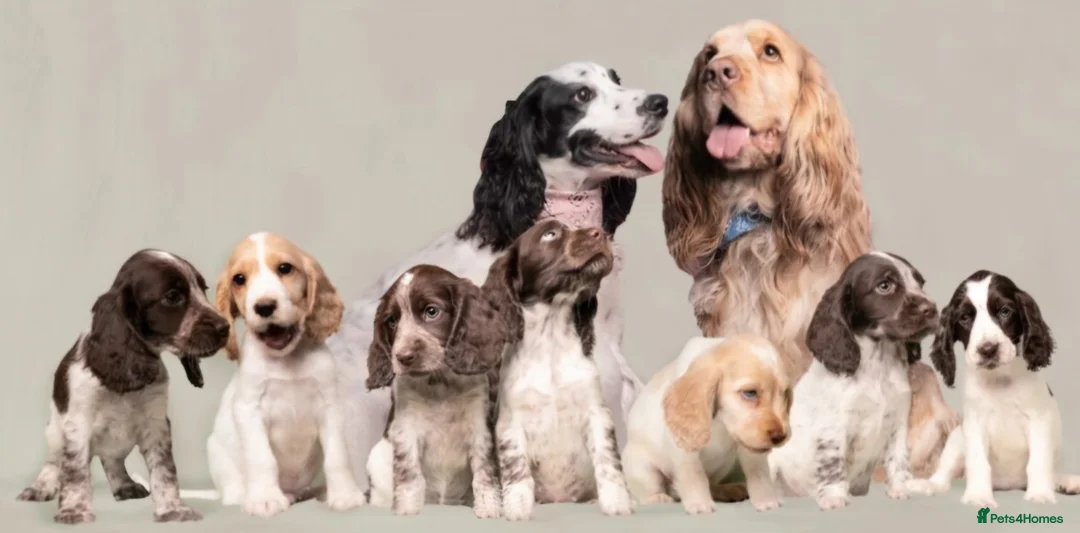 Cocker Spaniel dogs for stud: Proven Track Record Cocker Spaniel Stud - Advert 16