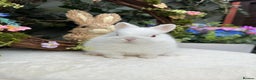 Netherland Dwarf rabbits for sale: Beautiful Netherland Dwarf Babys - Advert 9