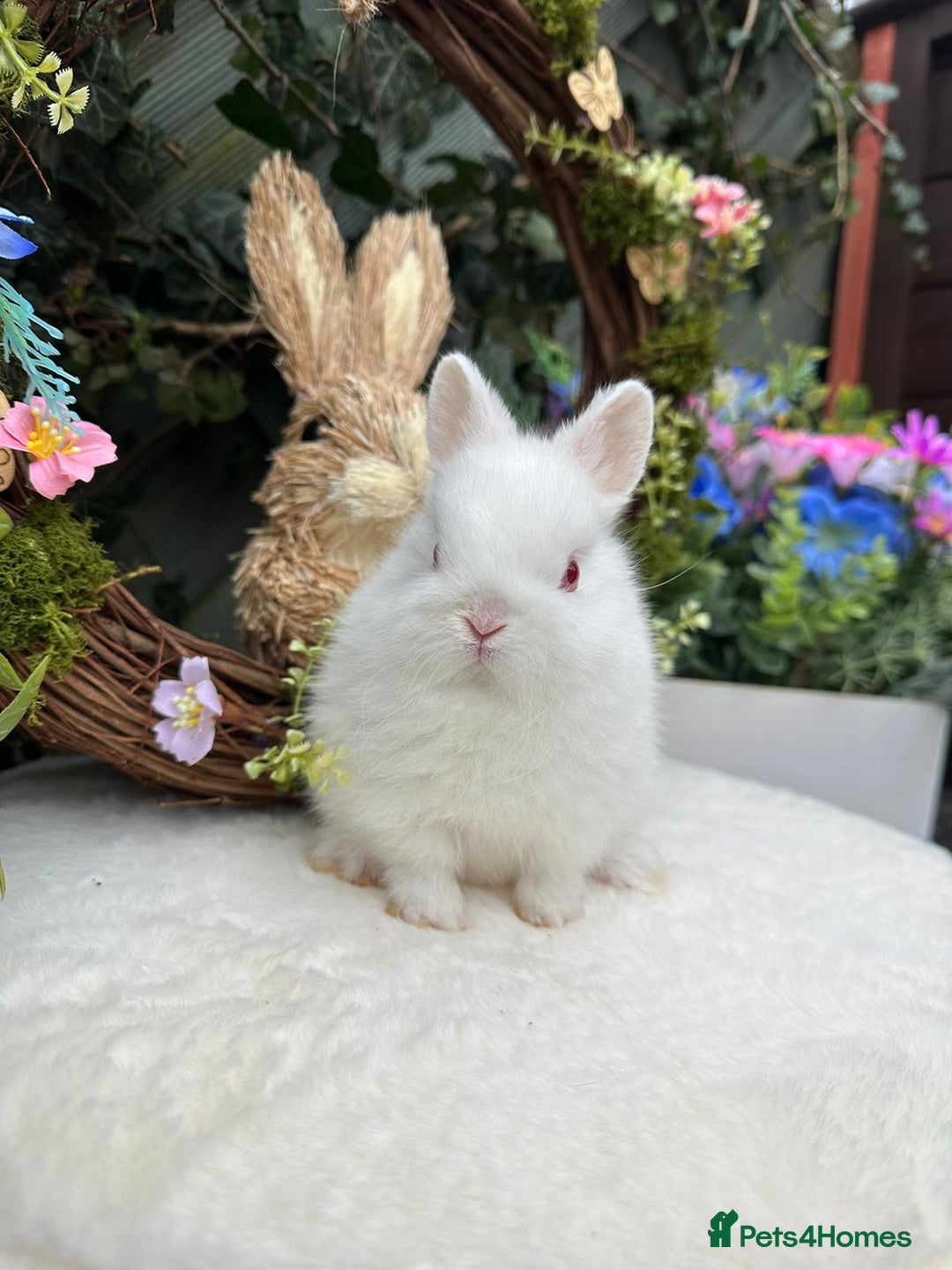 Netherland Dwarf rabbits for sale: Beautiful Netherland Dwarf Babys - Advert 9
