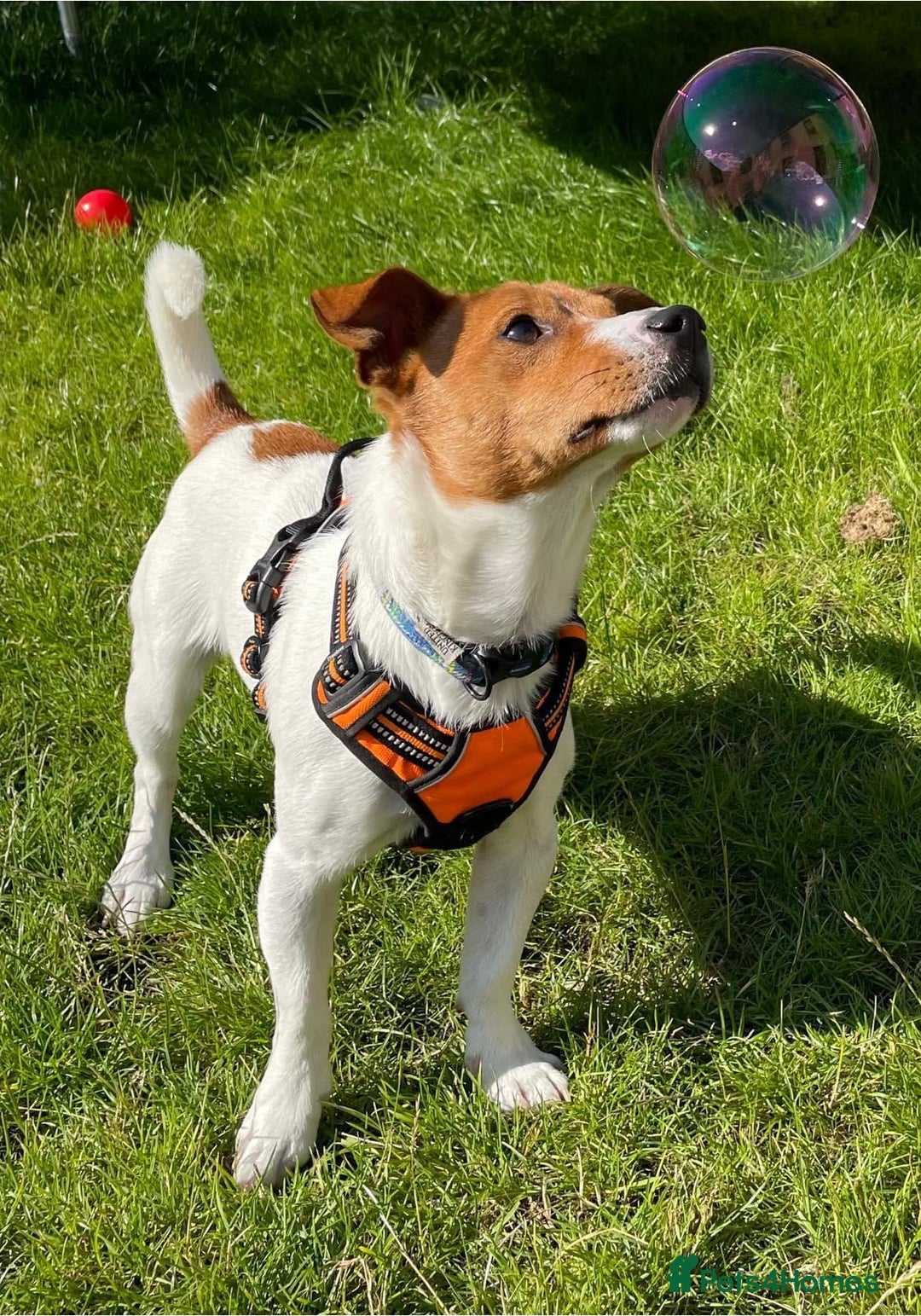 Jack Russell dogs for sale: 5yo male jack russell - Image 2