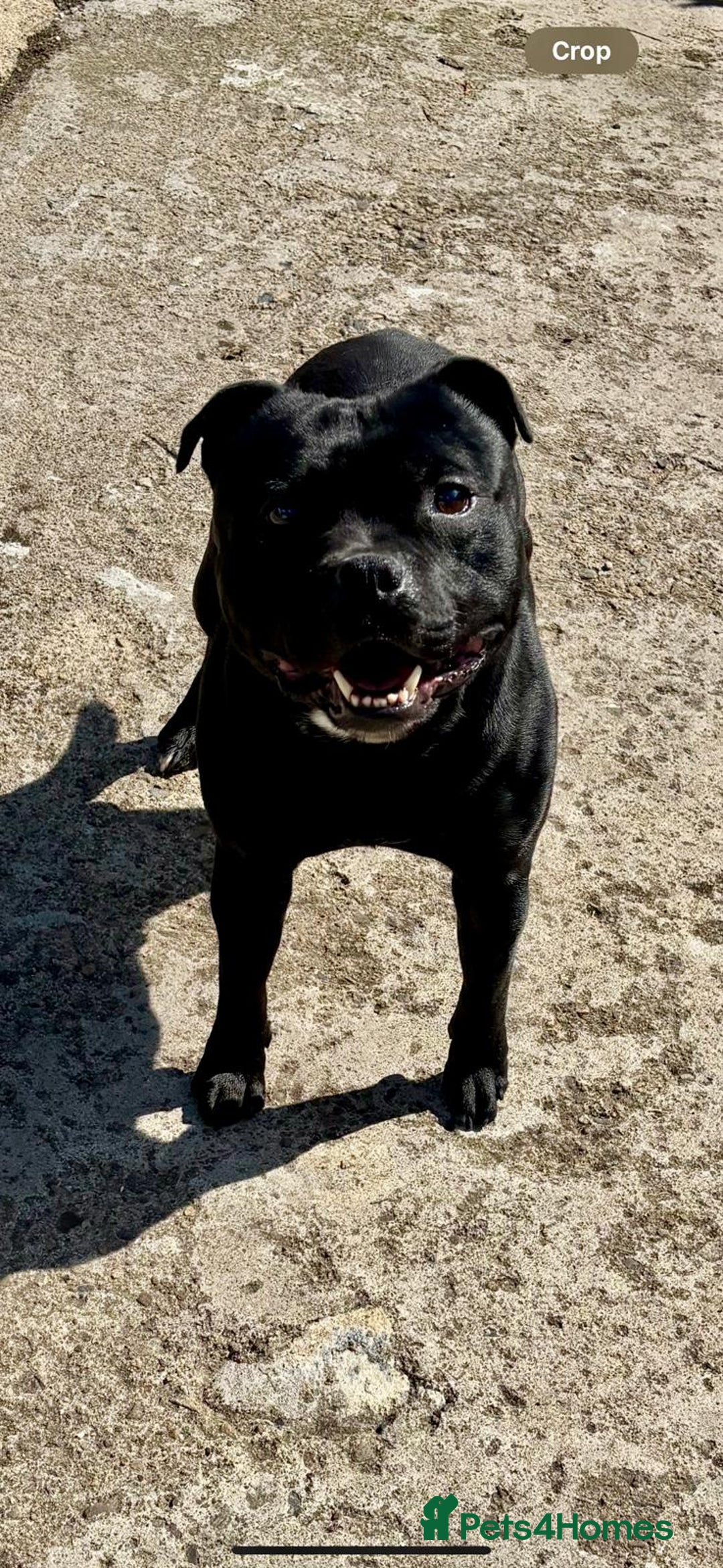 Staffordshire Bull Terrier dogs for stud: Big beautiful Staffordshire Bull Terrier for stud  - Advert 2