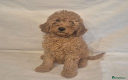Cavapoo dogs for sale: Extensively Health Tested F1BB Cavapoo Puppies - Image 13