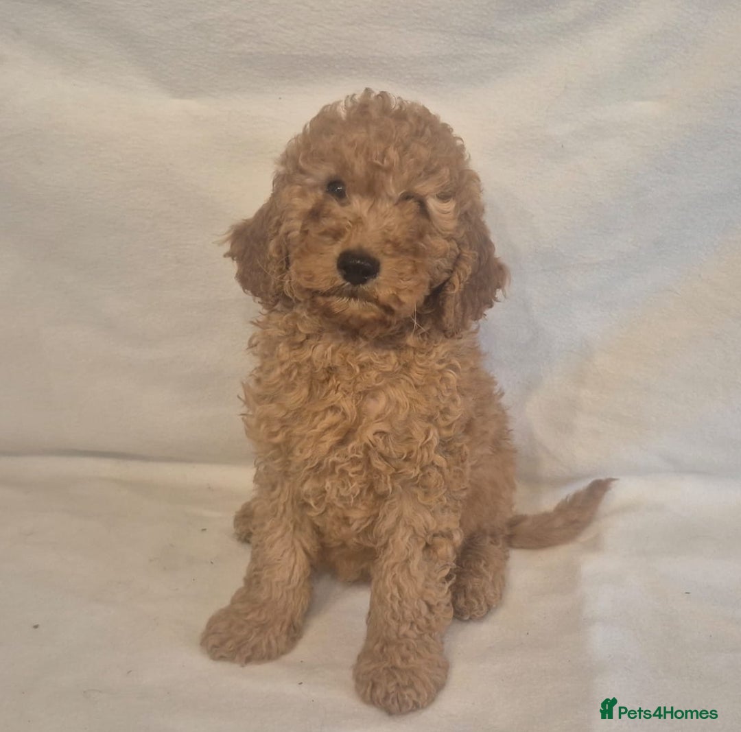 Cavapoo dogs for sale: Extensively Health Tested F1BB Cavapoo Puppies - Image 13