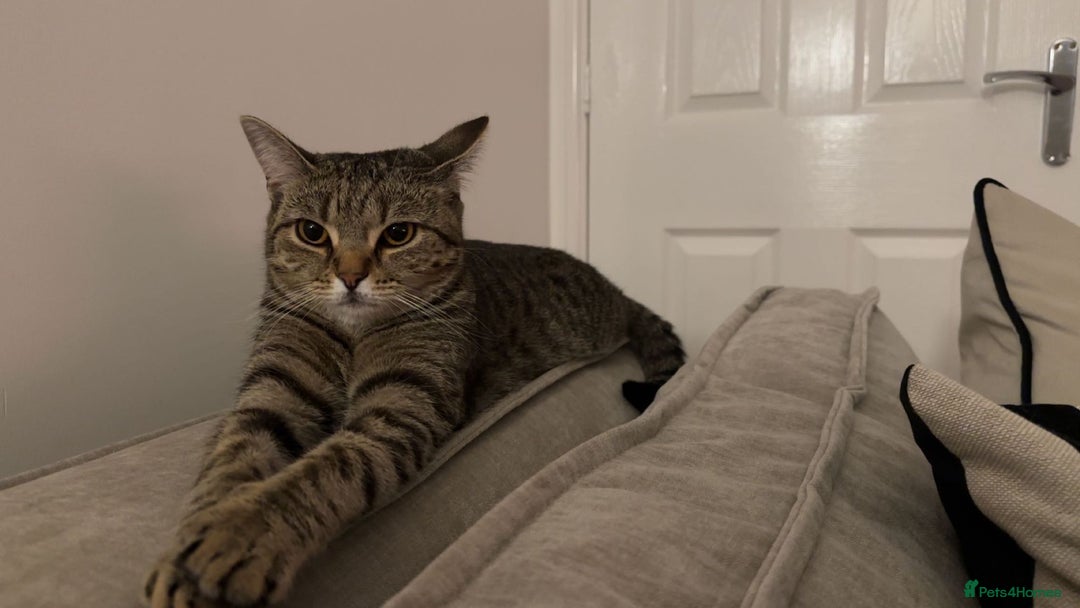 British Shorthair cats for sale: 2 Scottish Fold British Short Hairs - £50 Together - Image 5