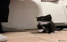 British Shorthair cats for sale: Black and white kittens for sale  - Image 3