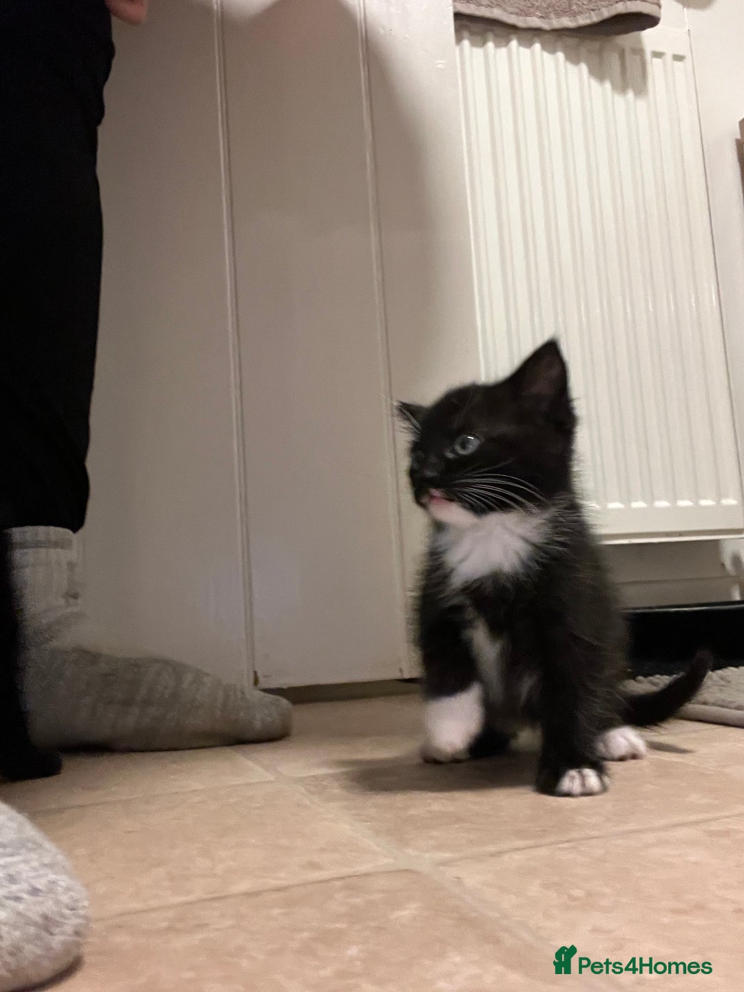 British Shorthair cats for sale: Black and white kittens for sale  - Image 3