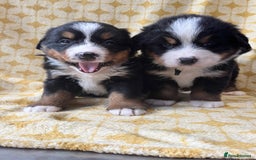 Bernese Mountain Dog dogs for sale: Kc Reg Bernese mountain dogs  - Image 12