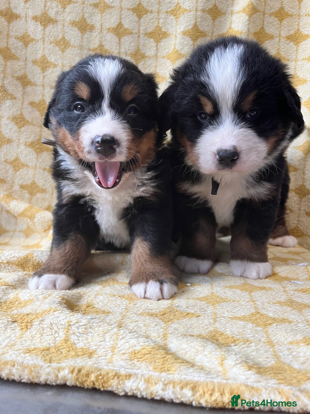 Bernese Mountain Dog dogs for sale: Kc Reg Bernese mountain dogs  - Image 12