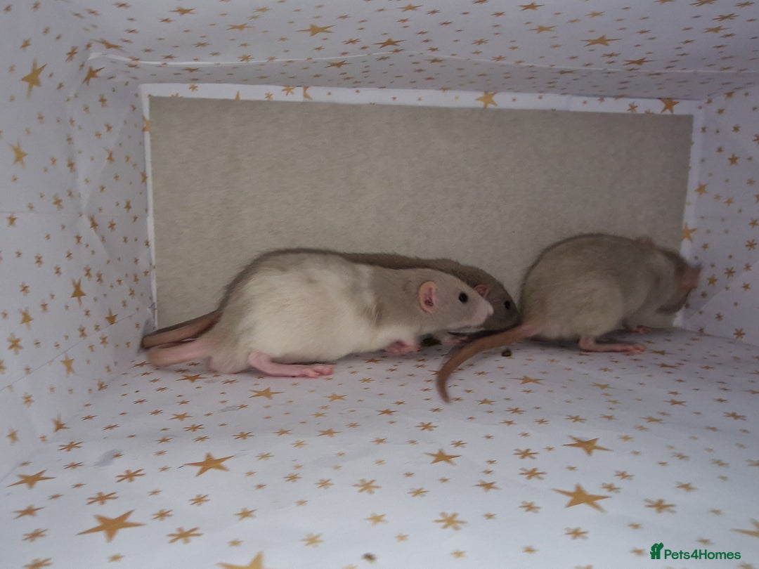 Rat rodents for sale: Baby dumbo rats - Advert 6
