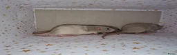 Rat rodents for sale: Baby dumbo rats - Advert 6