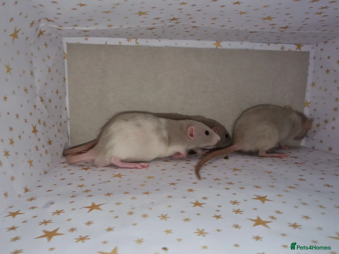 Rat rodents for sale: Baby dumbo rats - Advert 6