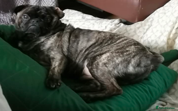 Pug dogs for sale: 7 year old 5th gen neutered brindle pug - Image 3