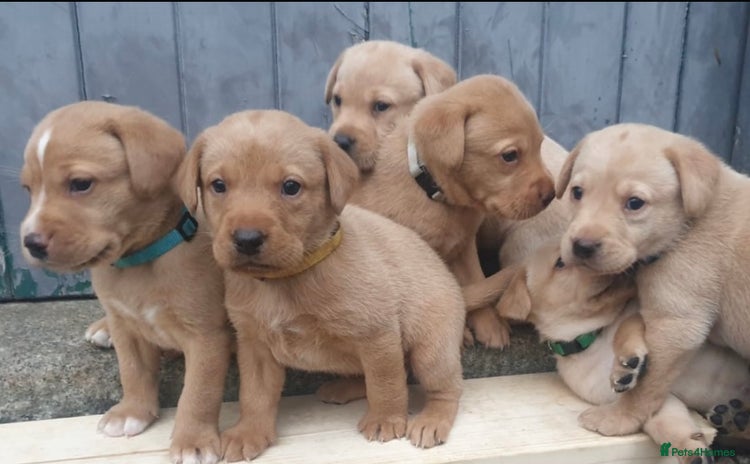 Labrador Retriever dogs - Advert 4