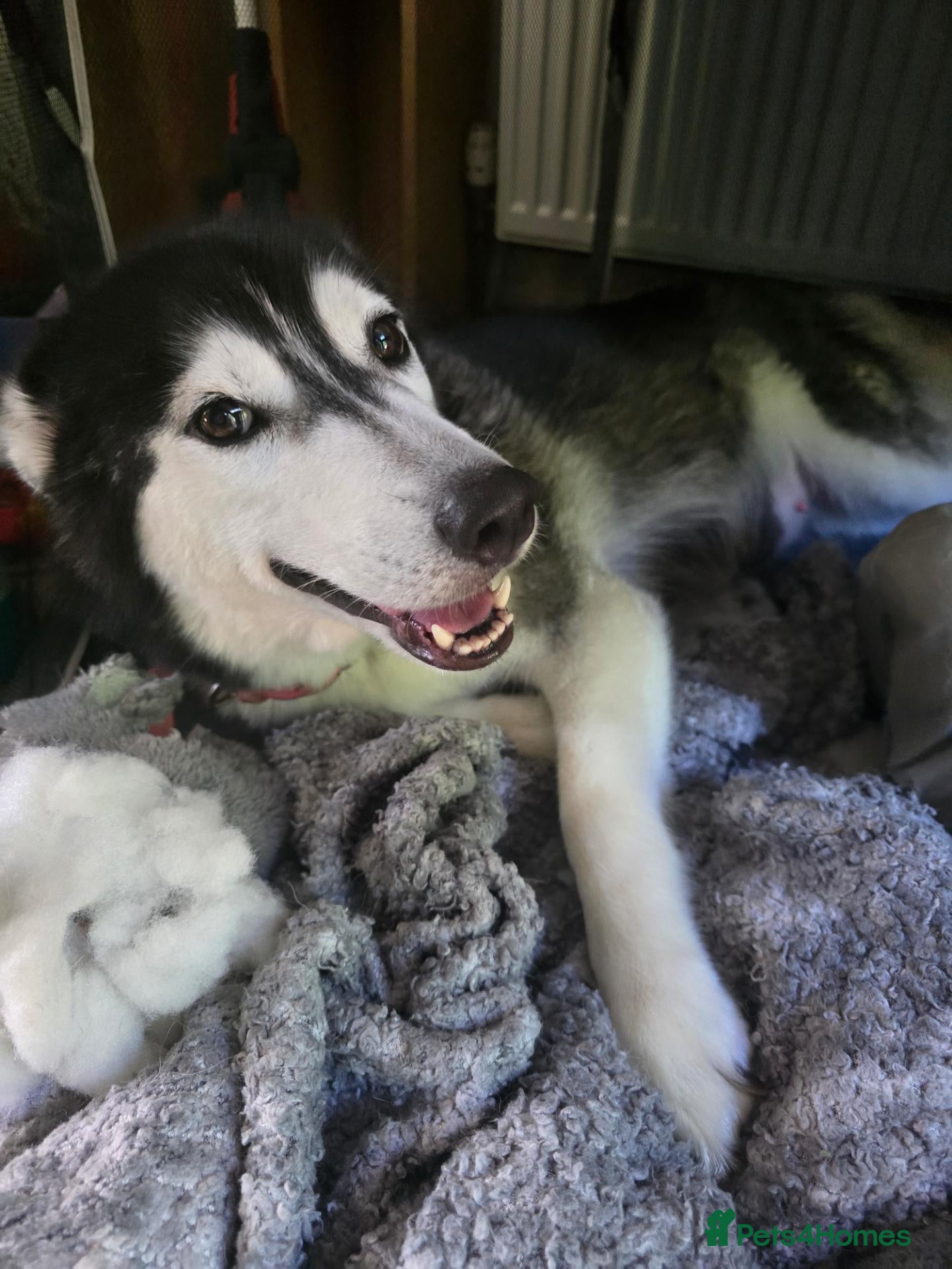 Siberian Husky dogs Nova 3 years old husky - Advert 9
