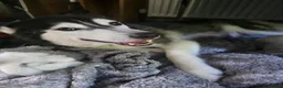 Siberian Husky dogs for sale: Nova 3 years old husky in Huddersfield - Advert 1