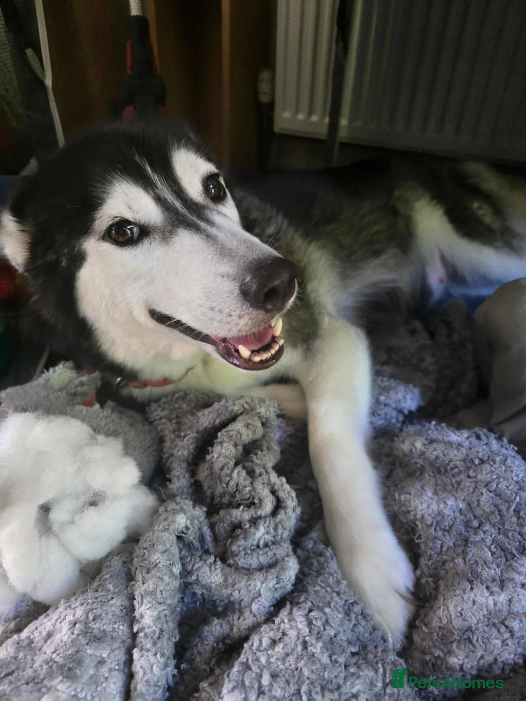 Siberian Husky dogs for sale: Nova 3 years old husky in Huddersfield - Advert 1