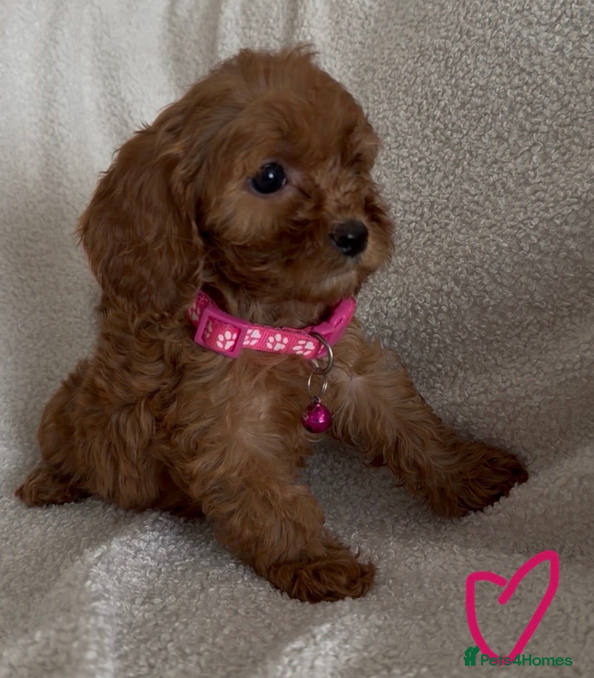 Cavapoo dogs F1 Cavapoo puppies. Boys and Girls available  - Advert 3