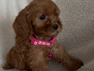 Cavapoo dogs F1 Cavapoo puppies. Boys and Girls available - Advert 3